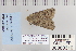  ( - CNCLEP 80310)  @12 [ ] CreativeCommons - Attribution Non-Commercial Share-Alike (2010) Canadian National Collection of Insects, Arachnids and Nematodes Canadian National Collection of Insects, Arachnids and Nematodes