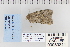  ( - CNCLEP 80311)  @12 [ ] CreativeCommons - Attribution Non-Commercial Share-Alike (2010) Canadian National Collection of Insects, Arachnids and Nematodes Canadian National Collection of Insects, Arachnids and Nematodes