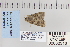  ( - CNCLEP 80316)  @12 [ ] CreativeCommons - Attribution Non-Commercial Share-Alike (2010) Canadian National Collection of Insects, Arachnids and Nematodes Canadian National Collection of Insects, Arachnids and Nematodes