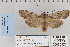  ( - CNCLEP 80323)  @11 [ ] CreativeCommons - Attribution Non-Commercial Share-Alike (2010) Canadian National Collection of Insects, Arachnids and Nematodes Canadian National Collection of Insects, Arachnids and Nematodes