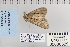  ( - CNCLEP 80329)  @12 [ ] CreativeCommons - Attribution Non-Commercial Share-Alike (2010) Canadian National Collection of Insects, Arachnids and Nematodes Canadian National Collection of Insects, Arachnids and Nematodes