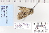  ( - CNCLEP 80330)  @12 [ ] CreativeCommons - Attribution Non-Commercial Share-Alike (2010) Canadian National Collection of Insects, Arachnids and Nematodes Canadian National Collection of Insects, Arachnids and Nematodes