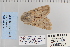  ( - CNCLEP 80351)  @12 [ ] CreativeCommons - Attribution Non-Commercial Share-Alike (2010) Canadian National Collection of Insects, Arachnids and Nematodes Canadian National Collection of Insects, Arachnids and Nematodes