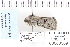  ( - CNCLEP 80369)  @12 [ ] CreativeCommons - Attribution Non-Commercial Share-Alike (2010) Canadian National Collection of Insects, Arachnids and Nematodes Canadian National Collection of Insects, Arachnids and Nematodes