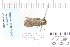  ( - CNCLEP 80380)  @12 [ ] CreativeCommons - Attribution Non-Commercial Share-Alike (2010) Canadian National Collection of Insects, Arachnids and Nematodes Canadian National Collection of Insects, Arachnids and Nematodes