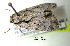  ( - acrorev gga10)  @13 [ ] Copyright (2010) Canadian National Collection of Insects, Arachnids and Nematodes Canadian National Collection of Insects, Arachnids and Nematodes