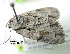  ( - acrorev gga11)  @13 [ ] Copyright (2010) Canadian National Collection of Insects, Arachnids and Nematodes Canadian National Collection of Insects, Arachnids and Nematodes