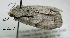  ( - acrorev gga12)  @13 [ ] Copyright (2010) Canadian National Collection of Insects, Arachnids and Nematodes Canadian National Collection of Insects, Arachnids and Nematodes
