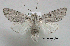  (Acronicta lepusculina - acrorev gga37)  @15 [ ] Copyright (2010) Canadian National Collection of Insects, Arachnids and Nematodes Canadian National Collection of Insects, Arachnids and Nematodes