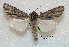  ( - acrorev gga55)  @13 [ ] Copyright (2010) Canadian National Collection of Insects, Arachnids and Nematodes Canadian National Collection of Insects, Arachnids and Nematodes