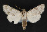  ( - CNCLEP 70898)  @14 [ ] CreativeCommons - Attribution Non-Commercial Share-Alike (2011) Canadian National Collection of Insects, Arachnids and Nematodes Canadian National Collection of Insects, Arachnids and Nematodes