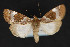  ( - CNCLEP 79864)  @15 [ ] CreativeCommons - Attribution Non-Commercial Share-Alike (2011) Canadian National Collection of Insects, Arachnids and Nematodes Canadian National Collection of Insects, Arachnids and Nematodes