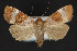  ( - CNCLEP 79865)  @12 [ ] CreativeCommons - Attribution Non-Commercial Share-Alike (2011) Canadian National Collection of Insects, Arachnids and Nematodes Canadian National Collection of Insects, Arachnids and Nematodes