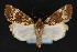  ( - CNCLEP 79866)  @13 [ ] CreativeCommons - Attribution Non-Commercial Share-Alike (2011) Canadian National Collection of Insects, Arachnids and Nematodes Canadian National Collection of Insects, Arachnids and Nematodes