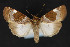 ( - CNCLEP 79867)  @15 [ ] CreativeCommons - Attribution Non-Commercial Share-Alike (2011) Canadian National Collection of Insects, Arachnids and Nematodes Canadian National Collection of Insects, Arachnids and Nematodes