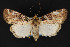  ( - CNCLEP 79870)  @12 [ ] CreativeCommons - Attribution Non-Commercial Share-Alike (2011) Canadian National Collection of Insects, Arachnids and Nematodes Canadian National Collection of Insects, Arachnids and Nematodes