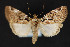  ( - CNCLEP 79871)  @12 [ ] CreativeCommons - Attribution Non-Commercial Share-Alike (2011) Canadian National Collection of Insects, Arachnids and Nematodes Canadian National Collection of Insects, Arachnids and Nematodes