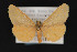  ( - CNCLEP 79886)  @13 [ ] CreativeCommons - Attribution Non-Commercial Share-Alike (2011) Canadian National Collection of Insects, Arachnids and Nematodes Canadian National Collection of Insects, Arachnids and Nematodes