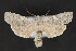  (Lithophane laceyi - CNCLEP 79892)  @15 [ ] CreativeCommons - Attribution Non-Commercial Share-Alike (2011) Canadian National Collection of Insects, Arachnids and Nematodes Canadian National Collection of Insects, Arachnids and Nematodes