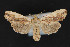  (Lithophane sp - CNCLEP 79893)  @13 [ ] CreativeCommons - Attribution Non-Commercial Share-Alike (2011) Canadian National Collection of Insects, Arachnids and Nematodes Canadian National Collection of Insects, Arachnids and Nematodes