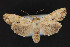  ( - CNCLEP 79894)  @13 [ ] CreativeCommons - Attribution Non-Commercial Share-Alike (2011) Canadian National Collection of Insects, Arachnids and Nematodes Canadian National Collection of Insects, Arachnids and Nematodes