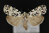  ( - CNCLEP 79895)  @14 [ ] CreativeCommons - Attribution Non-Commercial Share-Alike (2011) Canadian National Collection of Insects, Arachnids and Nematodes Canadian National Collection of Insects, Arachnids and Nematodes
