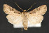  ( - CNCLEP 79897)  @11 [ ] CreativeCommons - Attribution Non-Commercial Share-Alike (2011) Canadian National Collection of Insects, Arachnids and Nematodes Canadian National Collection of Insects, Arachnids and Nematodes