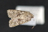  ( - CNCLEP 80386)  @12 [ ] CreativeCommons - Attribution Non-Commercial Share-Alike (2010) Canadian National Collection of Insects, Arachnids and Nematodes Canadian National Collection of Insects, Arachnids and Nematodes