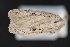  ( - CNCLEP 80395)  @13 [ ] CreativeCommons - Attribution Non-Commercial Share-Alike (2010) Canadian National Collection of Insects, Arachnids and Nematodes Canadian National Collection of Insects, Arachnids and Nematodes