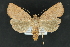  ( - CNCLEP 81154)  @15 [ ] CreativeCommons - Attribution Non-Commercial Share-Alike (2010) Canadian National Collection of Insects, Arachnids and Nematodes Canadian National Collection of Insects, Arachnids and Nematodes