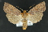  ( - CNCLEP 81157)  @13 [ ] CreativeCommons - Attribution Non-Commercial Share-Alike (2010) Canadian National Collection of Insects, Arachnids and Nematodes Canadian National Collection of Insects, Arachnids and Nematodes