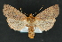  ( - CNCLEP 81158)  @14 [ ] CreativeCommons - Attribution Non-Commercial Share-Alike (2010) Canadian National Collection of Insects, Arachnids and Nematodes Canadian National Collection of Insects, Arachnids and Nematodes