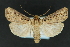  ( - CNCLEP 81161)  @13 [ ] CreativeCommons - Attribution Non-Commercial Share-Alike (2010) Canadian National Collection of Insects, Arachnids and Nematodes Canadian National Collection of Insects, Arachnids and Nematodes