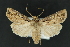  (Agrotis antica - CNCLEP 81162)  @14 [ ] CreativeCommons - Attribution Non-Commercial Share-Alike (2010) Canadian National Collection of Insects, Arachnids and Nematodes Canadian National Collection of Insects, Arachnids and Nematodes