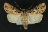  ( - CNCLEP 81164)  @14 [ ] CreativeCommons - Attribution Non-Commercial Share-Alike (2010) Canadian National Collection of Insects, Arachnids and Nematodes Canadian National Collection of Insects, Arachnids and Nematodes