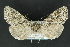  ( - CNCLEP 81168)  @13 [ ] CreativeCommons - Attribution Non-Commercial Share-Alike (2010) Canadian National Collection of Insects, Arachnids and Nematodes Canadian National Collection of Insects, Arachnids and Nematodes