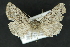  ( - CNCLEP 81169)  @13 [ ] CreativeCommons - Attribution Non-Commercial Share-Alike (2010) Canadian National Collection of Insects, Arachnids and Nematodes Canadian National Collection of Insects, Arachnids and Nematodes