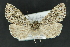  ( - CNCLEP 81171)  @13 [ ] CreativeCommons - Attribution Non-Commercial Share-Alike (2010) Canadian National Collection of Insects, Arachnids and Nematodes Canadian National Collection of Insects, Arachnids and Nematodes