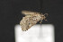  ( - CNCLEP 81830)  @12 [ ] CreativeCommons - Attribution Non-Commercial Share-Alike (2011) Canadian National Collection of Insects, Arachnids and Nematodes Canadian National Collection of Insects, Arachnids and Nematodes