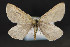  (Aspitates sp - CNCLEP 81850)  @13 [ ] CreativeCommons - Attribution Non-Commercial Share-Alike (2011) Canadian National Collection of Insects, Arachnids and Nematodes Canadian National Collection of Insects, Arachnids and Nematodes