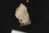  ( - CNCLEP 81855)  @12 [ ] CreativeCommons - Attribution Non-Commercial Share-Alike (2011) Canadian National Collection of Insects, Arachnids and Nematodes Canadian National Collection of Insects, Arachnids and Nematodes