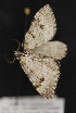  ( - CNCLEP 81856)  @12 [ ] CreativeCommons - Attribution Non-Commercial Share-Alike (2011) Canadian National Collection of Insects, Arachnids and Nematodes Canadian National Collection of Insects, Arachnids and Nematodes