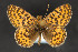  (Boloria freija - CNCLEP 81865)  @14 [ ] CreativeCommons - Attribution Non-Commercial Share-Alike (2011) Canadian National Collection of Insects, Arachnids and Nematodes Canadian National Collection of Insects, Arachnids and Nematodes