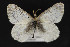  ( - CNCLEP 81870)  @14 [ ] CreativeCommons - Attribution Non-Commercial Share-Alike (2011) Canadian National Collection of Insects, Arachnids and Nematodes Canadian National Collection of Insects, Arachnids and Nematodes