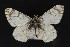  ( - CNCLEP 81873)  @14 [ ] CreativeCommons - Attribution Non-Commercial Share-Alike (2011) Canadian National Collection of Insects, Arachnids and Nematodes Canadian National Collection of Insects, Arachnids and Nematodes