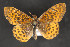  ( - CNCLEP 81875)  @13 [ ] CreativeCommons - Attribution Non-Commercial Share-Alike (2011) Canadian National Collection of Insects, Arachnids and Nematodes Canadian National Collection of Insects, Arachnids and Nematodes