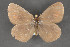  ( - CNCLEP 81882)  @13 [ ] CreativeCommons - Attribution Non-Commercial Share-Alike (2011) Canadian National Collection of Insects, Arachnids and Nematodes Canadian National Collection of Insects, Arachnids and Nematodes