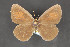  ( - CNCLEP 81884)  @13 [ ] CreativeCommons - Attribution Non-Commercial Share-Alike (2011) Canadian National Collection of Insects, Arachnids and Nematodes Canadian National Collection of Insects, Arachnids and Nematodes
