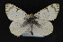  ( - CNCLEP 81894)  @14 [ ] CreativeCommons - Attribution Non-Commercial Share-Alike (2011) Canadian National Collection of Insects, Arachnids and Nematodes Canadian National Collection of Insects, Arachnids and Nematodes