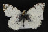  ( - CNCLEP 81900)  @14 [ ] CreativeCommons - Attribution Non-Commercial Share-Alike (2011) Canadian National Collection of Insects, Arachnids and Nematodes Canadian National Collection of Insects, Arachnids and Nematodes